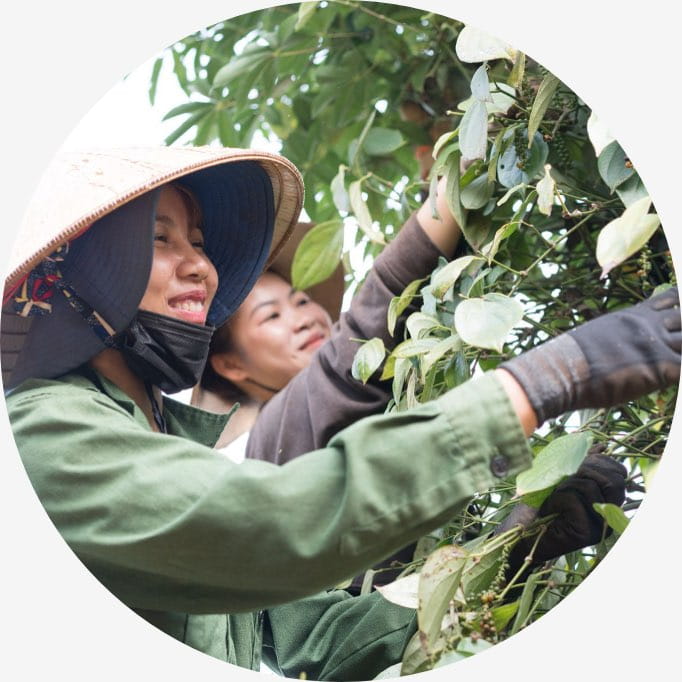 premier herb process