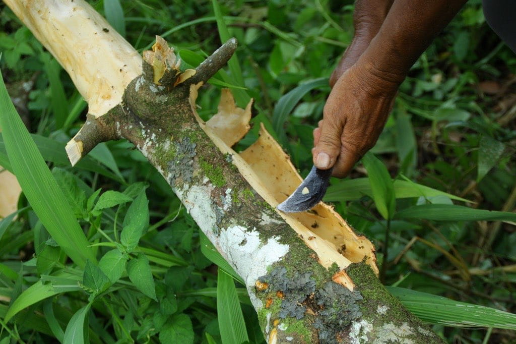 premier herb process